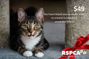 You have helped spay or neuter a cat to prevent hundreds of unwanted kittens