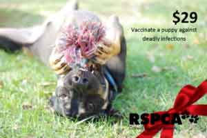 Vaccinate a puppy against deadly infections