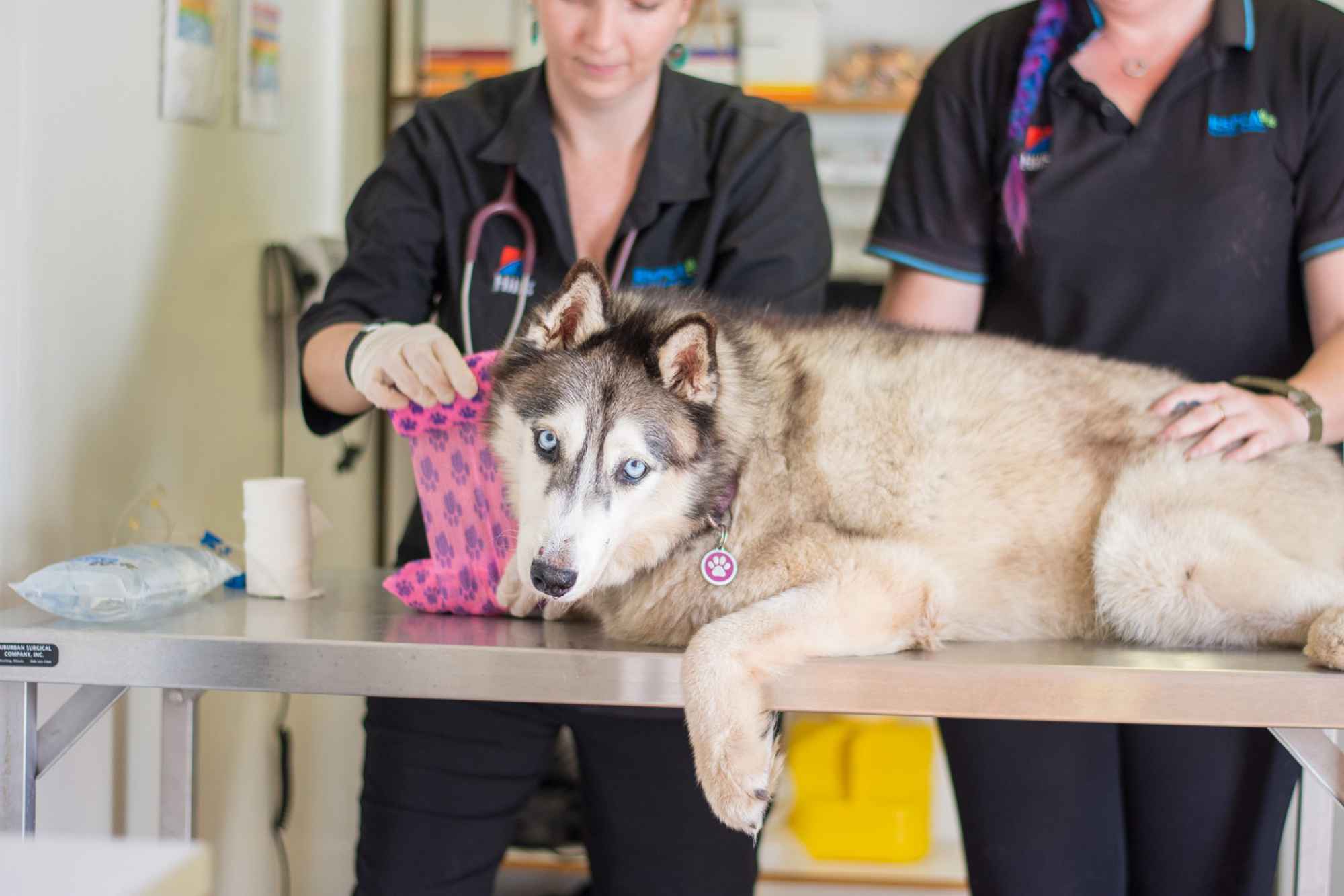 Animal welfare/rescue - RSPCA Darwin Regional Branch